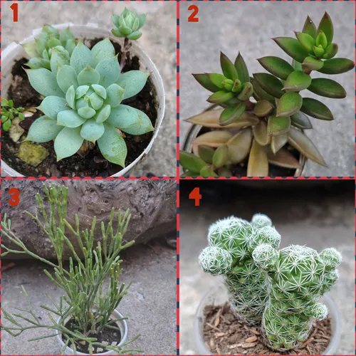 Suculentas Y Cactus Barinas