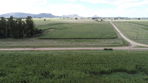 Imagen 19 de 30 de Quinta De 8 Has. A 1.800 Mts Ruta 226 - 100 % Agrícola