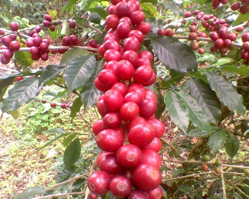 Imagen 3 de 3 de Cafe Tostado En Grano Cal. Especial, Casin De Puebla 1 Kg
