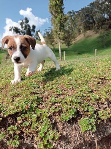 Cachorra Jack Russell Pura Raza Bogotá Animal Pets Colombia 