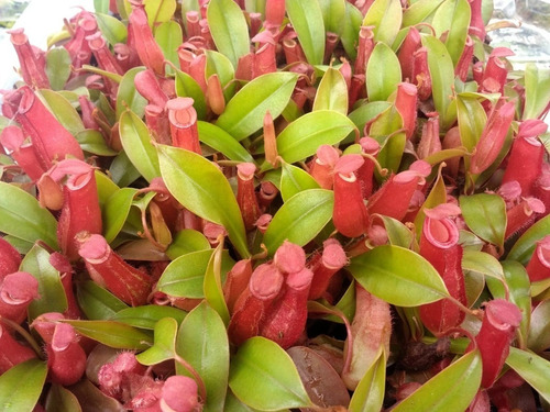 Planta  Carnívora Nepenthes Bloody Mary 10 Unidades