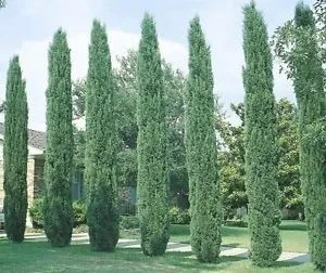 Pino Cipres Piramidal Italiano Totem 1,1 Mt Altura