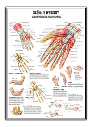 Mapa Mão E Punho Anatomia 65x100cm Medicina Poster S/ Dobras