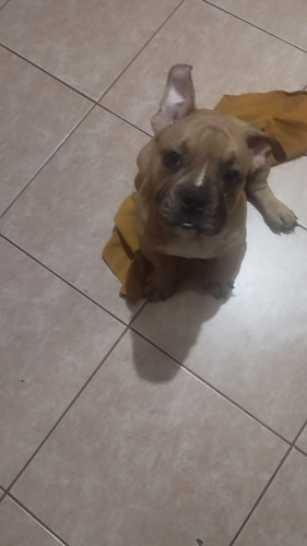 Se Vende Perro American Bully Macho Y Hembra Buen Precio 