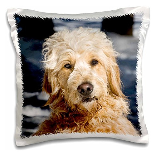  Portrait Of A Goldendoodle Dog In The Snow Us32 Zmu007...