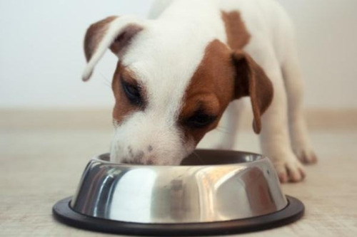 Alimento Perro Kirkland Puppy Arroz,pollo Y Vegetales 9.07kg