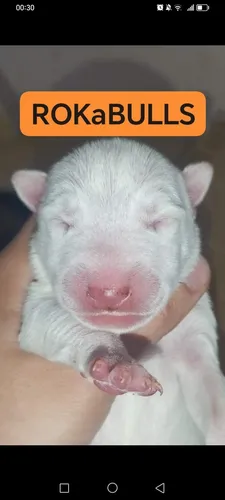 comprar Bullterrier Ingles