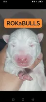 Comprar Bullterrier Ingles