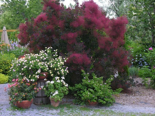 Imagen 3 de 4 de Arbol Cotinus Coggygri (árbol De Las Pelucas) 40lts