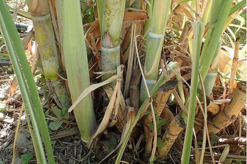 Caña De Azúcar Esqujes De 2 Nudos Para Plantar