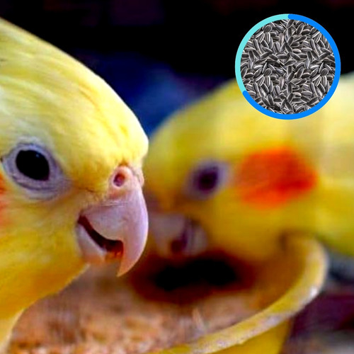 Imagem 6 de 6 de Sementes De Girassol Graúdo Pássaro Aves Marpa- 250g