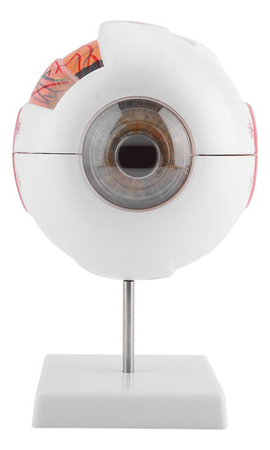 Modelo Eyeball Magnification 6x Ojo Humano Extraíble Para