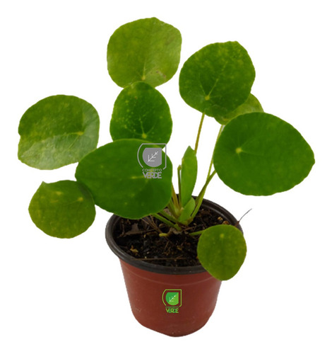 Imagen 1 de 7 de Planta Pilea (solo Cdmx)
