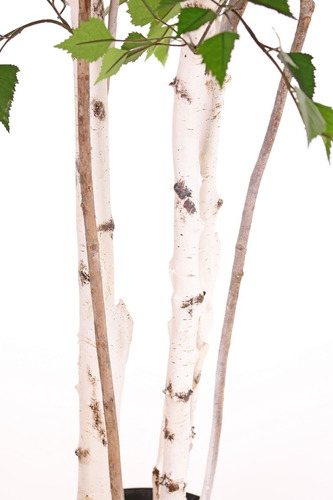 Abedul   (betula Alba )