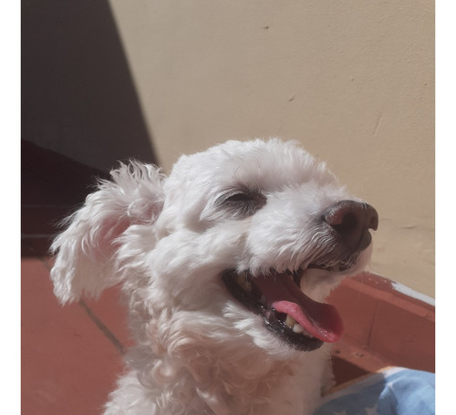 Perro Caniche Mini Toy P Cruzar C Perra, Excelente Compañero