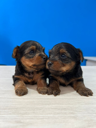 Cachorros Hermosos York 