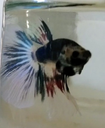 Imagen 5 de 10 de Peces Bettas Solo Parejas