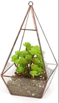 Comprar Fanal Terrario Portavelas Aire