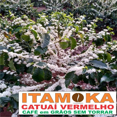 Comprar Café Para Torrar Em Casa Direto Da Roça 18 Kg Sul Mg