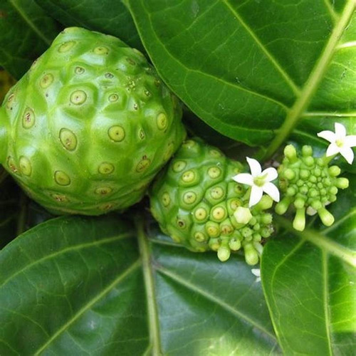 Noni Chá, Erva Seca Para Chá