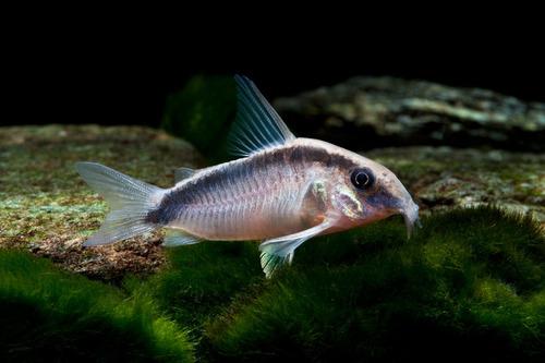 Peces Corydora Arcuatus Basureros