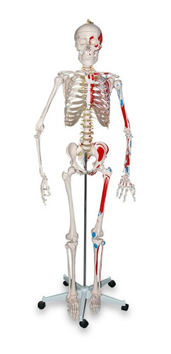 Esqueleto Humano  Modelo De 1.70 Con Colores Anatomia