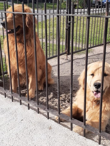 Imagen 2 de 2 de Golden Retriever Hermosos