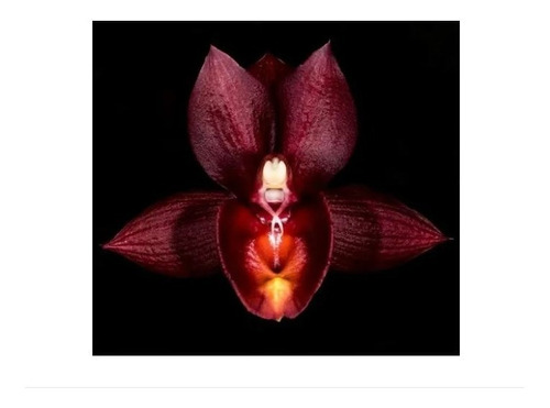 Orquídea Catasetum Osculatum X Vinaceum Red Gq