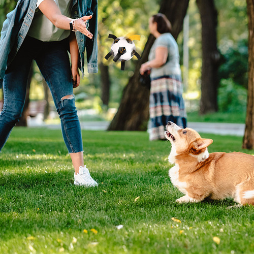Juguete Interactivo Para Mascotas Al Aire Libre, Entrenamien