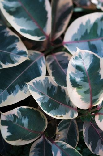 Ficus Elastica Variegado Gomero Planta De Interior Envíos