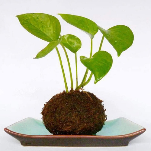 Plantador Moss Ball Green Moss Ball Pot Soporte De Flores Cr