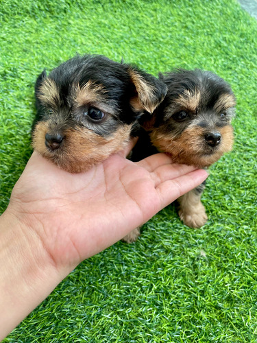 Cachorros Yorkshire Terrier