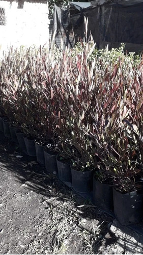 Plantas Para Cercos, Cercos Vivos, Dodonaea Viscosa 10ts