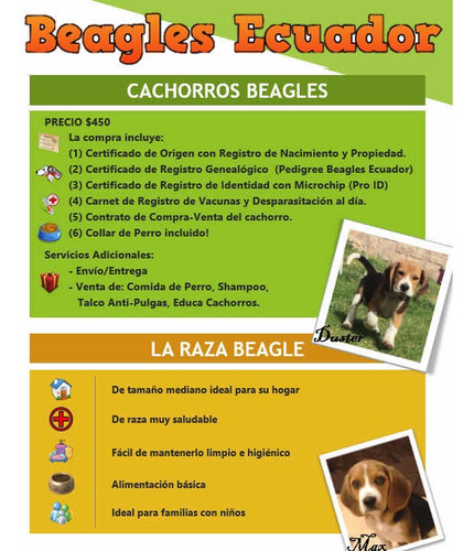 Imagen 5 de 5 de Cachorros Beagle