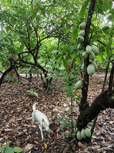 Cacao Seco Criollo 3 Kilos + 500 Gramos De Regalo