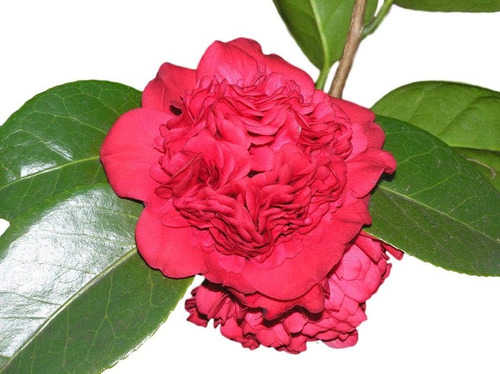 Camelias En Flor ! Coloradas, Espectaculares