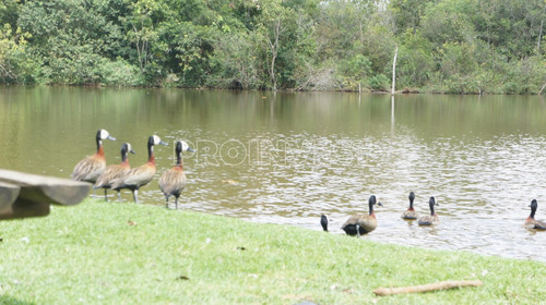 Terreno À Venda, 1644 M² Por R$ 904.000,00 - Granja Viana Ii - Cotia/sp - Te1497