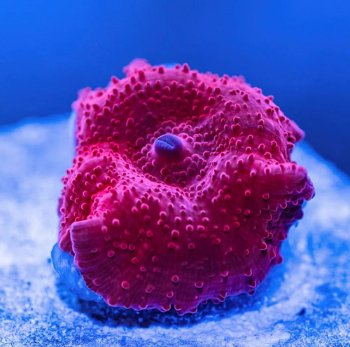 Coral Marino Vivo Actinodiscus Ultra Red Discosoma