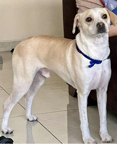 Perro En Adopción