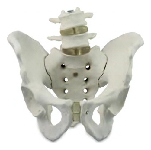 Esqueleto Pélvico Masculino Com Vértebra Lombar