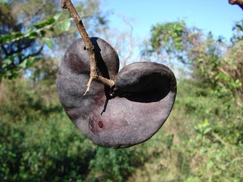 Timbó (enterolobium Contortisiliquum)- Árbol Nativo