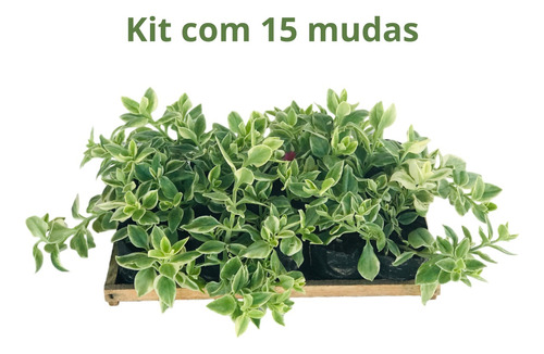 Kit 15 Mudas De Rosinha De Sol Variegata - Aptenia