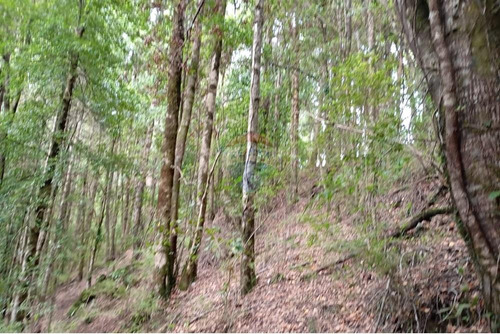 Venta Parcela Pucón Con Acceso A Rio Carhuello