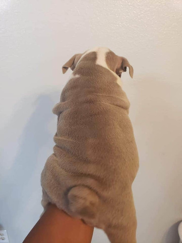 Imagen 6 de 9 de Hermosos Bulldogs Inglés Blue Precio De Oferta Navidad