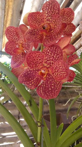 Orquídeas Vanda(varios Colores) (Usado)