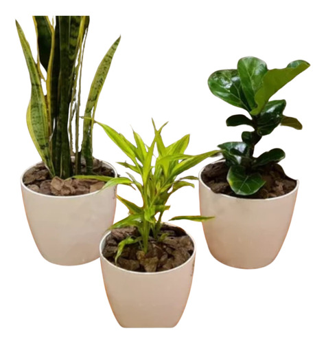 Ficus Pandurata, Dracena Y Sansiveria En Maceta Premium 