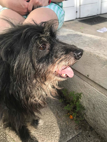 Imagen 2 de 5 de Pet Sitter, Cuidado De Mascotas En Casa