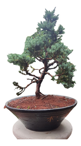 Bonsai De Pino Azul 