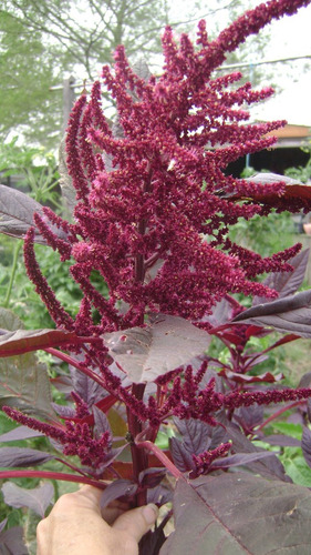Imagem 5 de 8 de Combo Sementes Amaranto Hopi Red Dye + Love Lies Bleeding