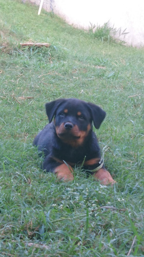 Rottweilers Filhos Do N.1 Brasil 2012 Mamute Rottland